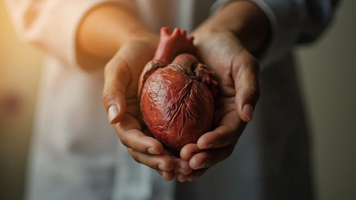 Manos humanas sosteniendo con cuidado un corazón anatómico real